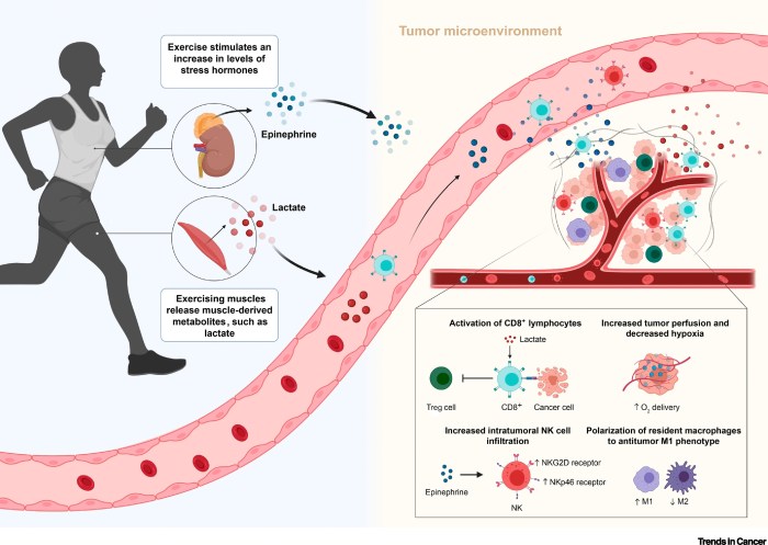 Benefits of regular exercise for immune system health